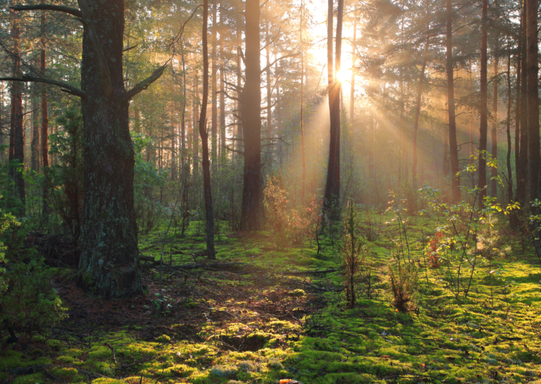 Was der Wald uns über Co-Regulation lehren kann